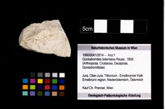 Foto (Objekt + Etikett) von Goniodromites bidentatus (Reuss, 1859)  (NHMW-GEO-1990-0041-2614)